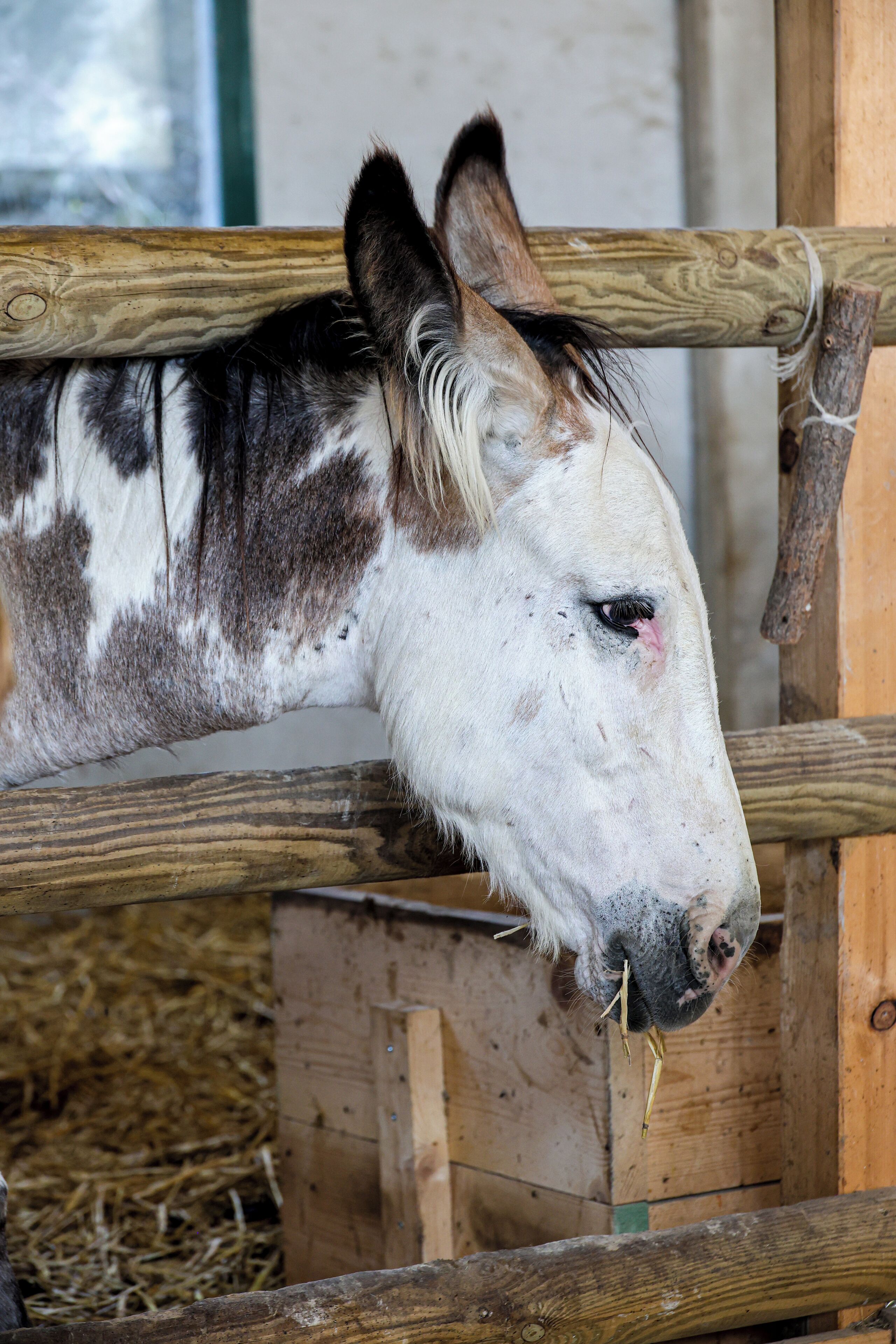 A close-up of a horse's head with a wooden fence in the background.
