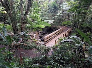 A wooden bridge over a stream in a lush forest. - #H Rainforest Honeymoon Suite w/hottub (Luquillo)