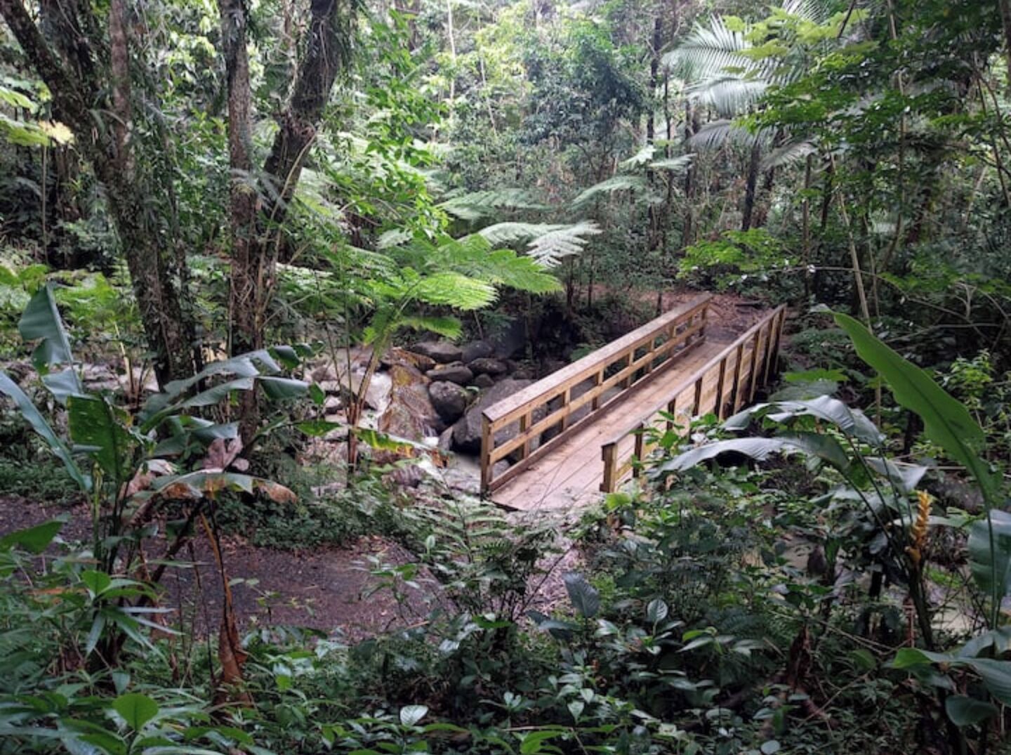 A wooden bridge over a stream in a lush forest.