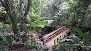 Uma ponte de madeira sobre um riacho em uma floresta exuberante.