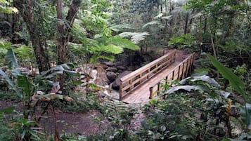 A wooden bridge over a stream in a lush forest.