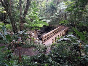 A wooden bridge over a stream in a lush forest. - Tropical Retreat with Spectacular Rooftop Rainforest & Ocean Views With Jacuzzi! (Luquillo)