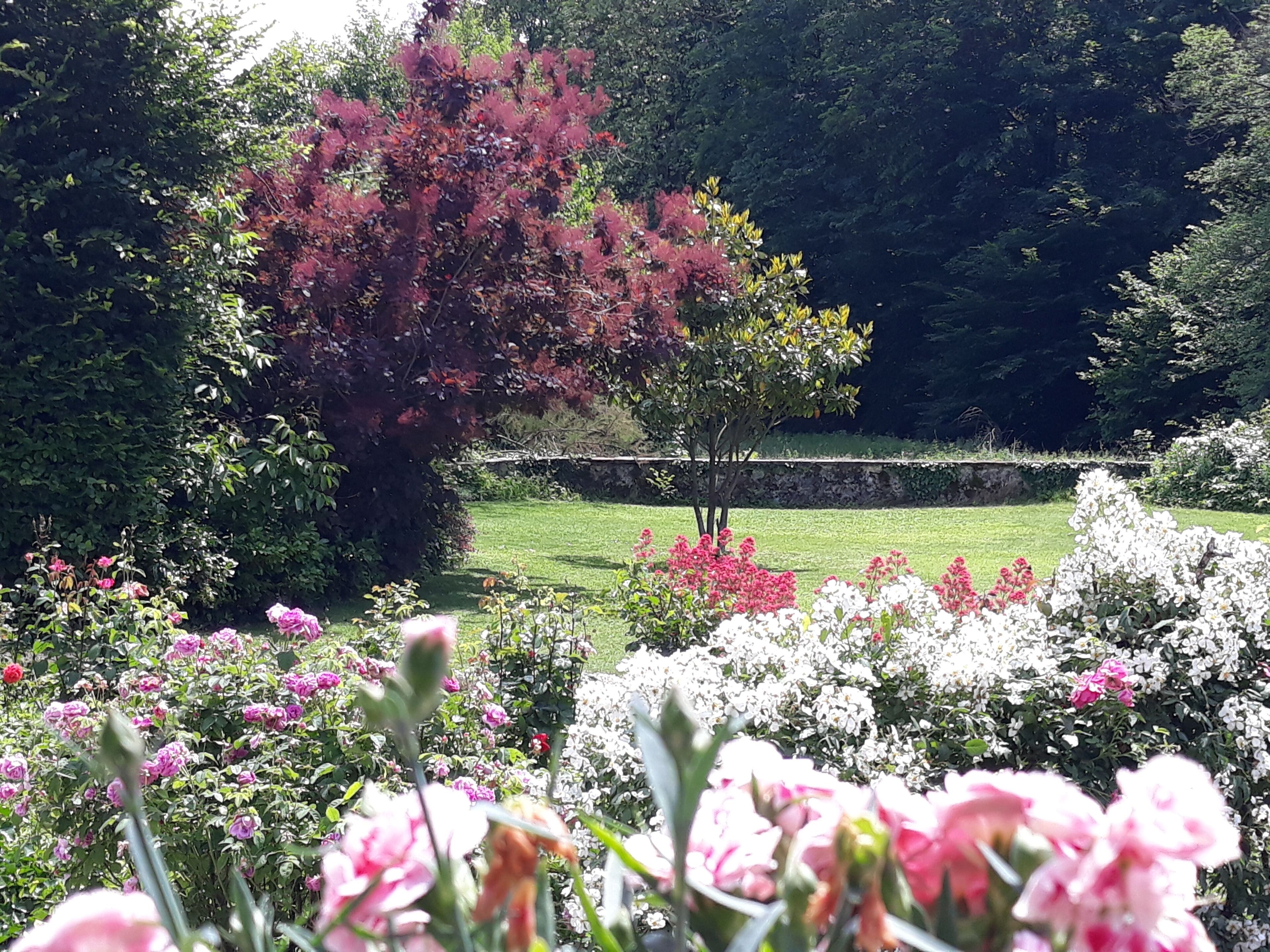Een tuin met verschillende bloemen en een boom met rode bladeren.