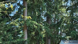 Ein Garten mit einer Holzterrasse, einem Grill und einem Holzzaun.