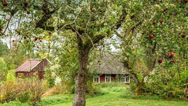 Een rustieke woning, omringd door een weelderige appelboomgaard.