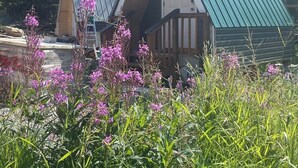 Two triangular cabins with metal roofs, surrounded by dense forest and wildflowers. - Spacious 8-bedroom building in welcoming Fairbanks with WiFi (Fairbanks)