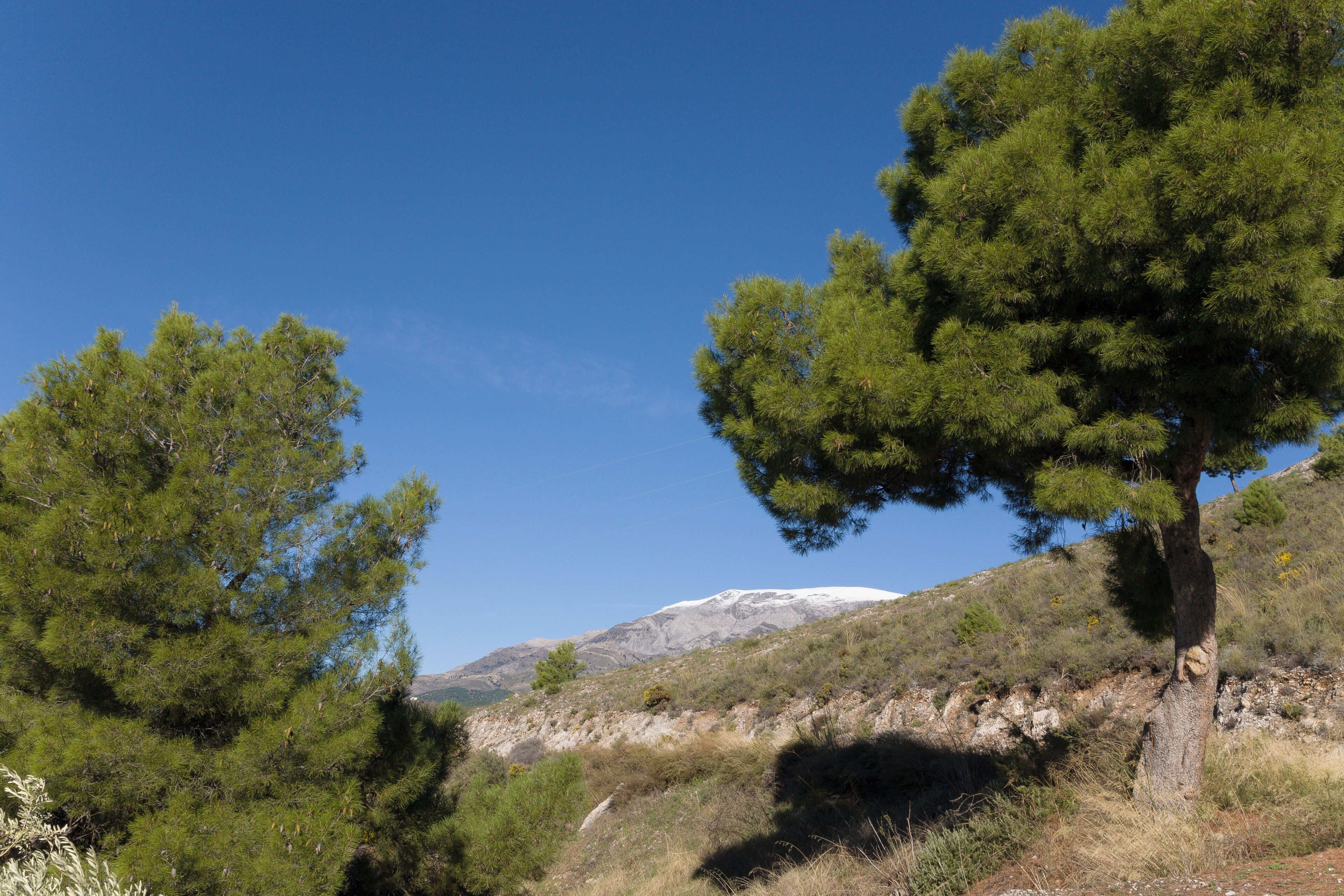 A mountainous landscape with pine trees and a snow-capped peak in the background.