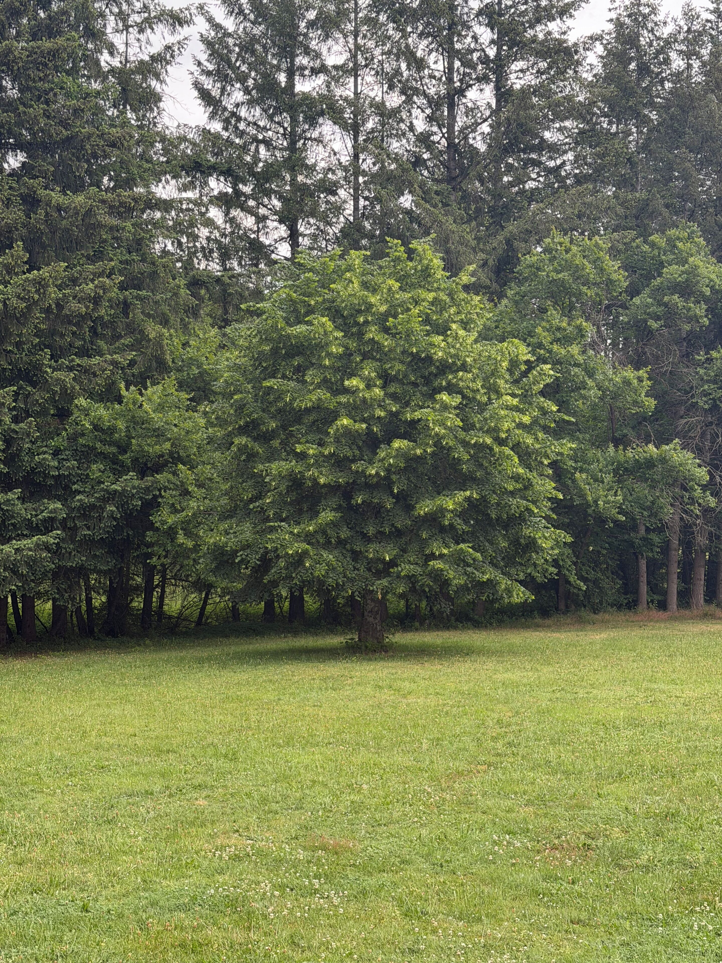 Un campo cubierto de hierba con un árbol grande en el centro y un bosque denso al fondo.