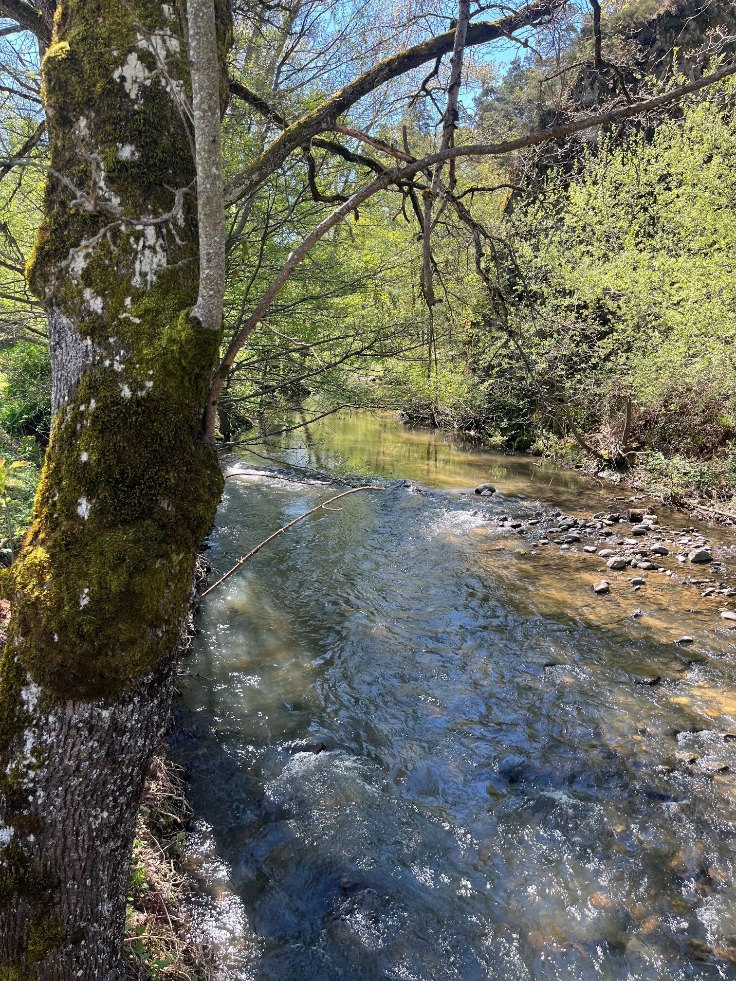 Un ruisseau aux eaux claires serpente à travers une zone boisée, où les arbres sont recouverts de mousse et la végétation est luxuriante.