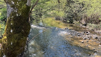 Un ruisseau aux eaux claires serpente à travers une zone boisée, où les arbres sont recouverts de mousse et la végétation est luxuriante.