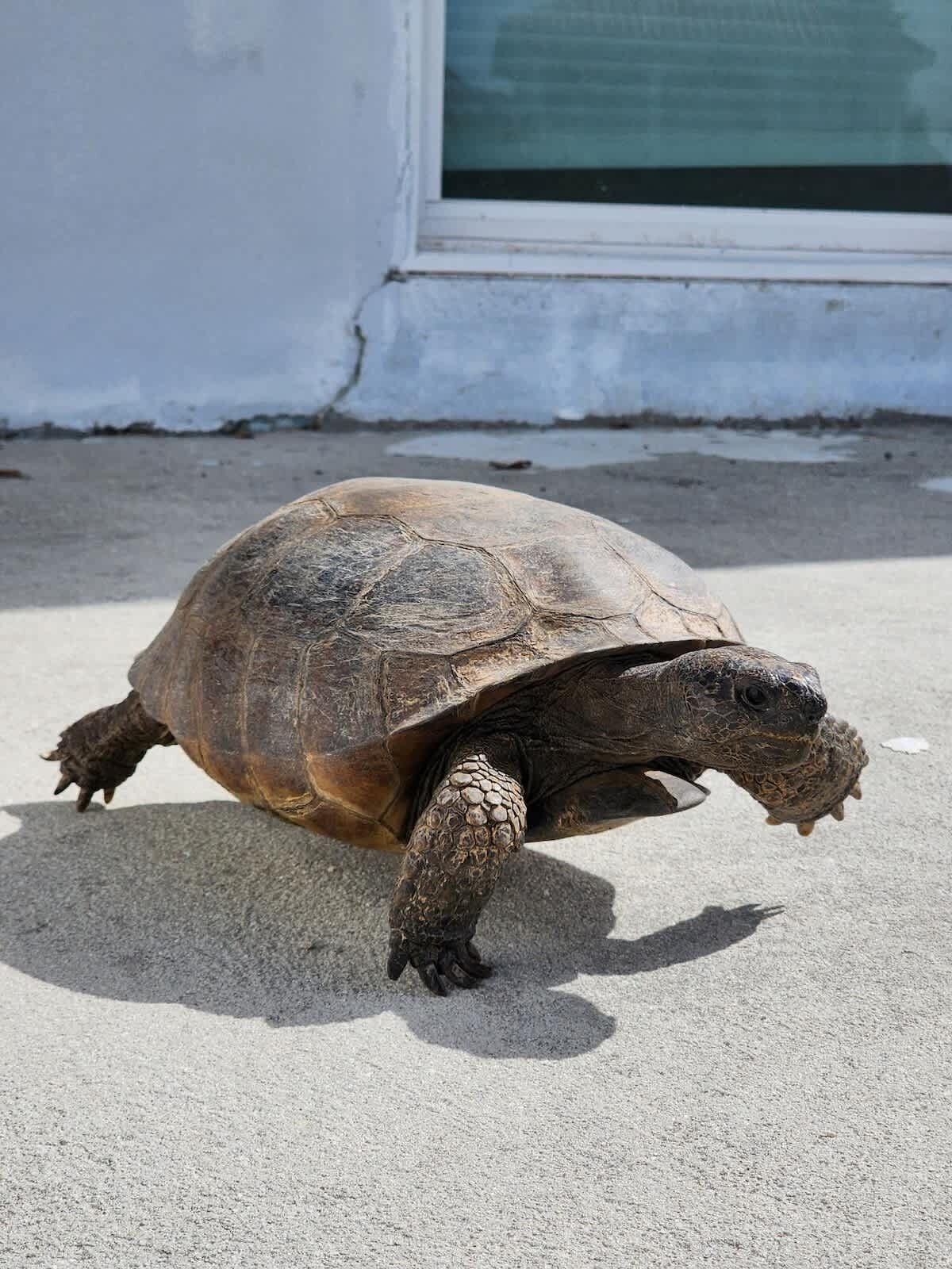 Une tortue sur une surface en béton, près d’un bâtiment doté d’une fenêtre.
