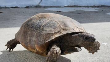 Une tortue sur une surface en béton, près d’un bâtiment doté d’une fenêtre.