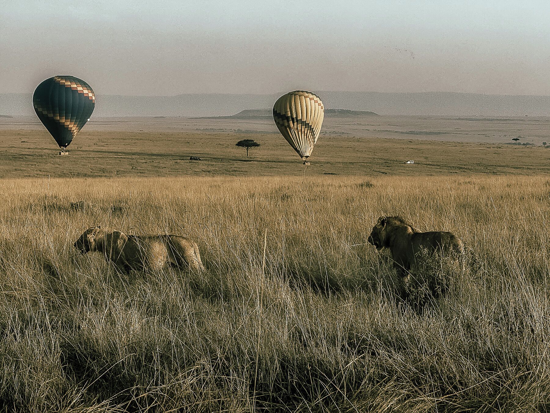 A savanna landscape with hot air balloons, a lion, and a tree.