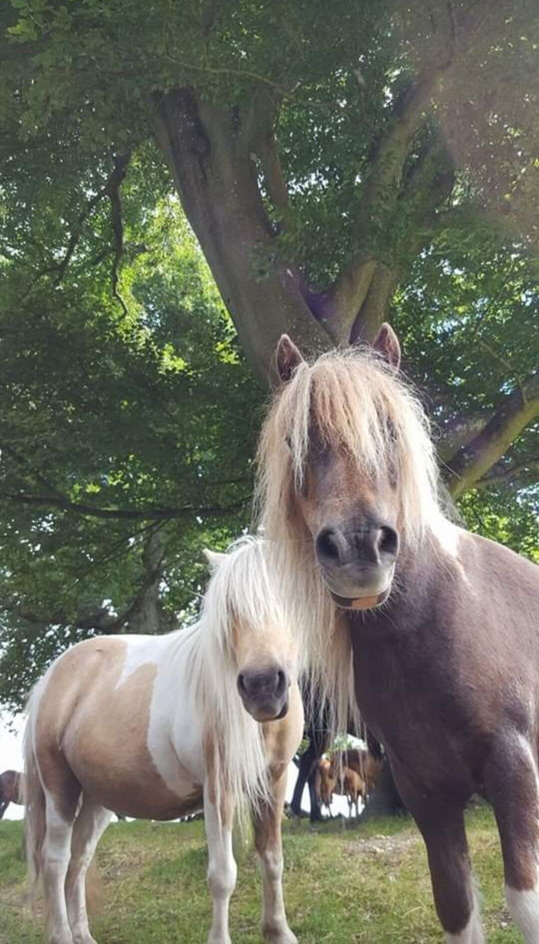 Two horses standing in a grassy area with trees in the background.