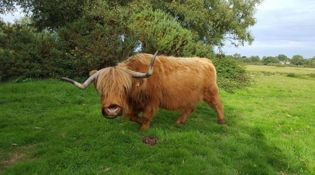 A Highland cow in a grassy field with trees in the background.