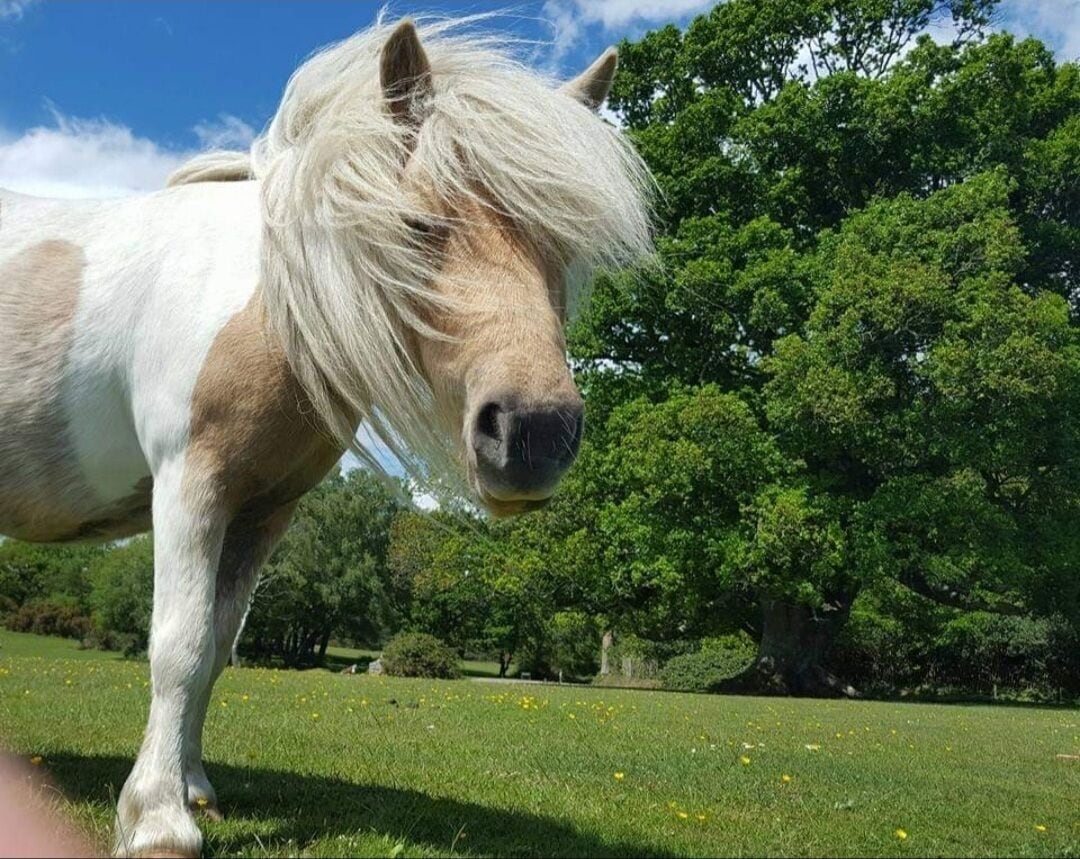 A horse with a white and brown coat standing in a grassy field with trees in the background.