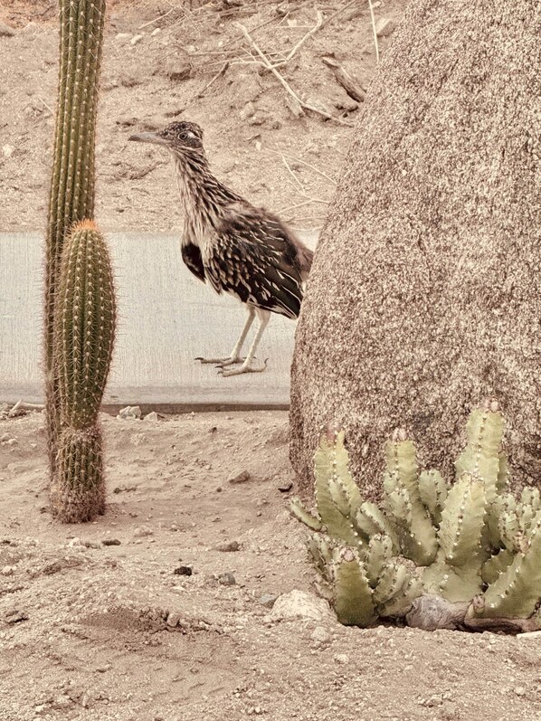 A cactus with a bird on it, a large rock, and a concrete structure in the background.