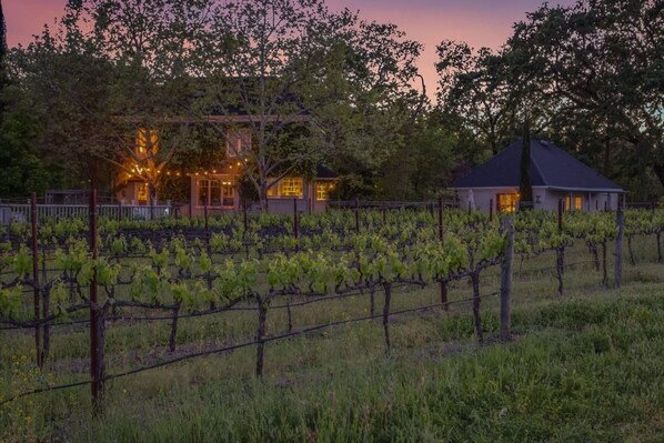 A vineyard with rows of grapevines, a house with illuminated windows, and a small building with a dark roof. - French Provencal Chateau in the Heart of Napa (Calistoga)