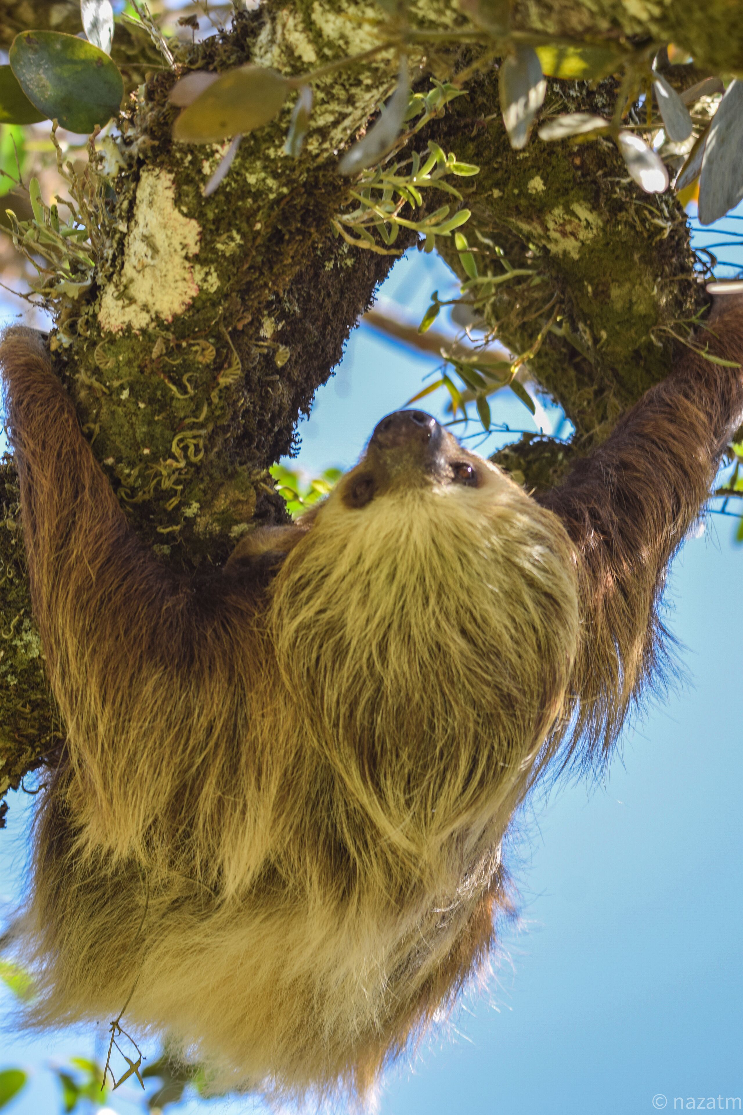 A sloth hanging from a tree branch.