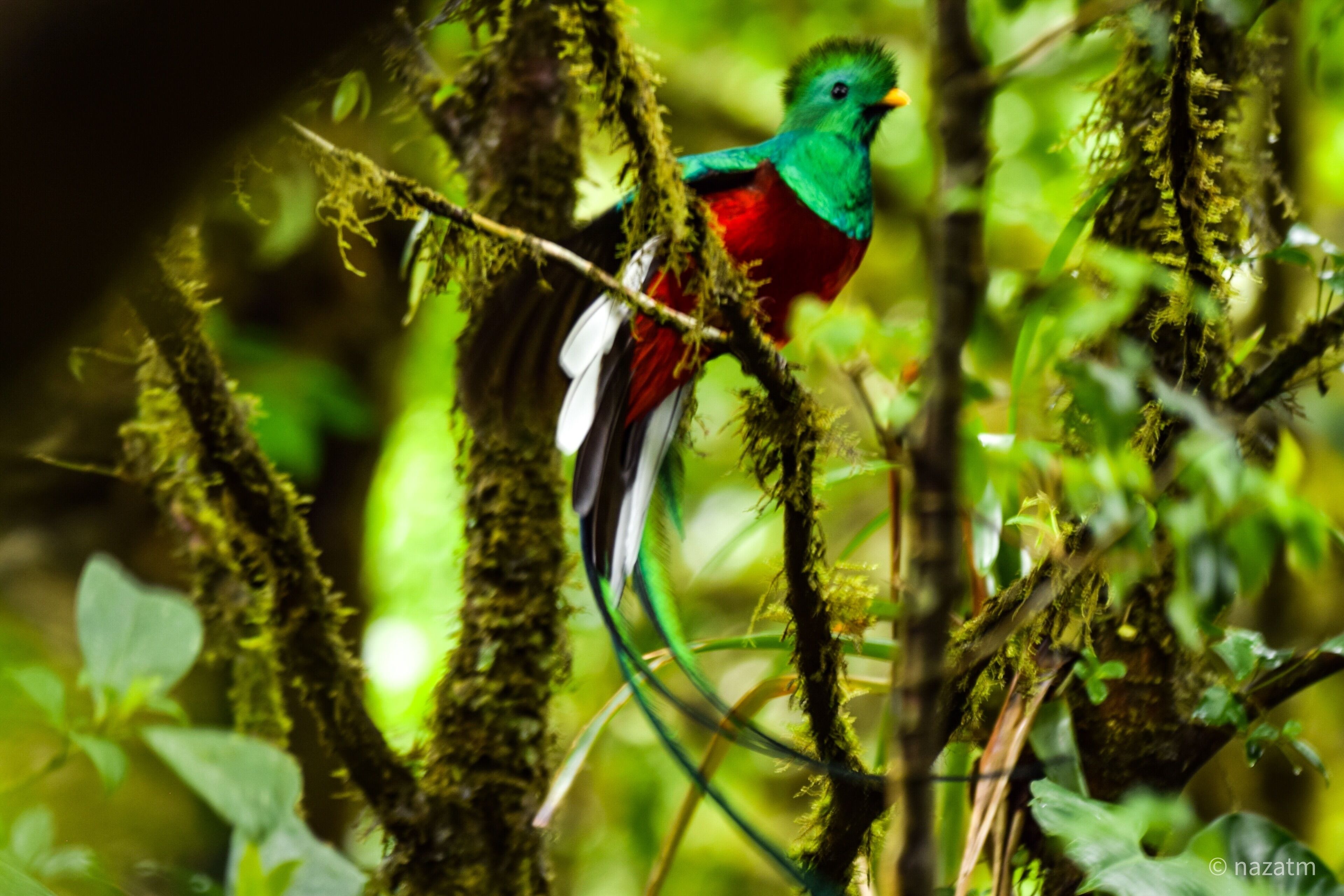 A bird perched on a moss-covered branch in a lush green environment.
