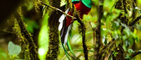 A bird perched on a moss-covered branch in a lush green environment.