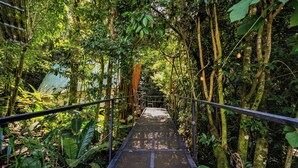 A metal bridge with a metal railing, surrounded by dense green foliage and trees. - Tityra Lodge (Monteverde)