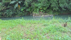A natural landscape with a river, dense greenery, and a grassy foreground. - Villa del Rio Room #1

 (Luquillo)
