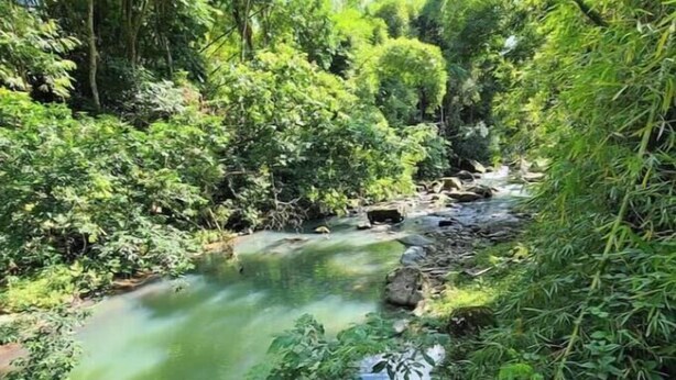 A river surrounded by dense green foliage and a yellow barrier.