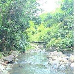 Cross a serene river surrounded by lush greenery and dense foliage.