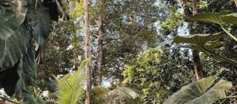 Tree Camping Tents: Hacienda Monte Rey

