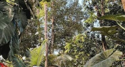 Tree Camping Tents: Hacienda Monte Rey