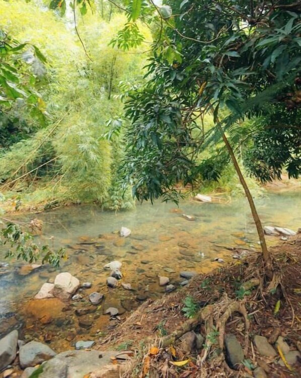 A natural stream with rocks and foliage.