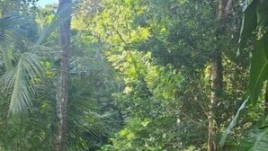 A gravel path leading through a dense forest with tall trees and lush greenery. - Tree Camping Tent: Hacienda Monte Rey

 (Luquillo)