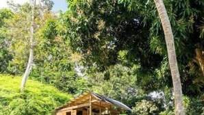 A small wooden cabin with a gravel path leading to it, surrounded by lush greenery and trees. - Tree Camping Tent: Hacienda Monte Rey

 (Luquillo)