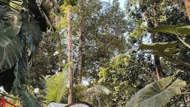 A tent set up in a dense tropical forest with large leaves and trees in the background. - Tree Camping Tent: Hacienda Monte Rey

 (Luquillo)