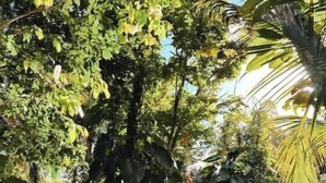 Miscellaneous - Tree Camping Tent: Hacienda Monte Rey

 (Luquillo)