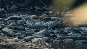 A natural landscape with a river flowing over rocks, surrounded by dense greenery. - Tree Camping Tent: Hacienda Monte Rey

 (Luquillo)