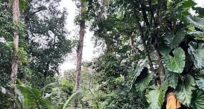Tree Camping Tent: Hacienda Monte Rey