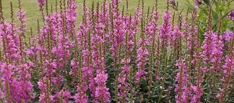 Neckar idyll with castle view in an upscale apartment and covered terrace