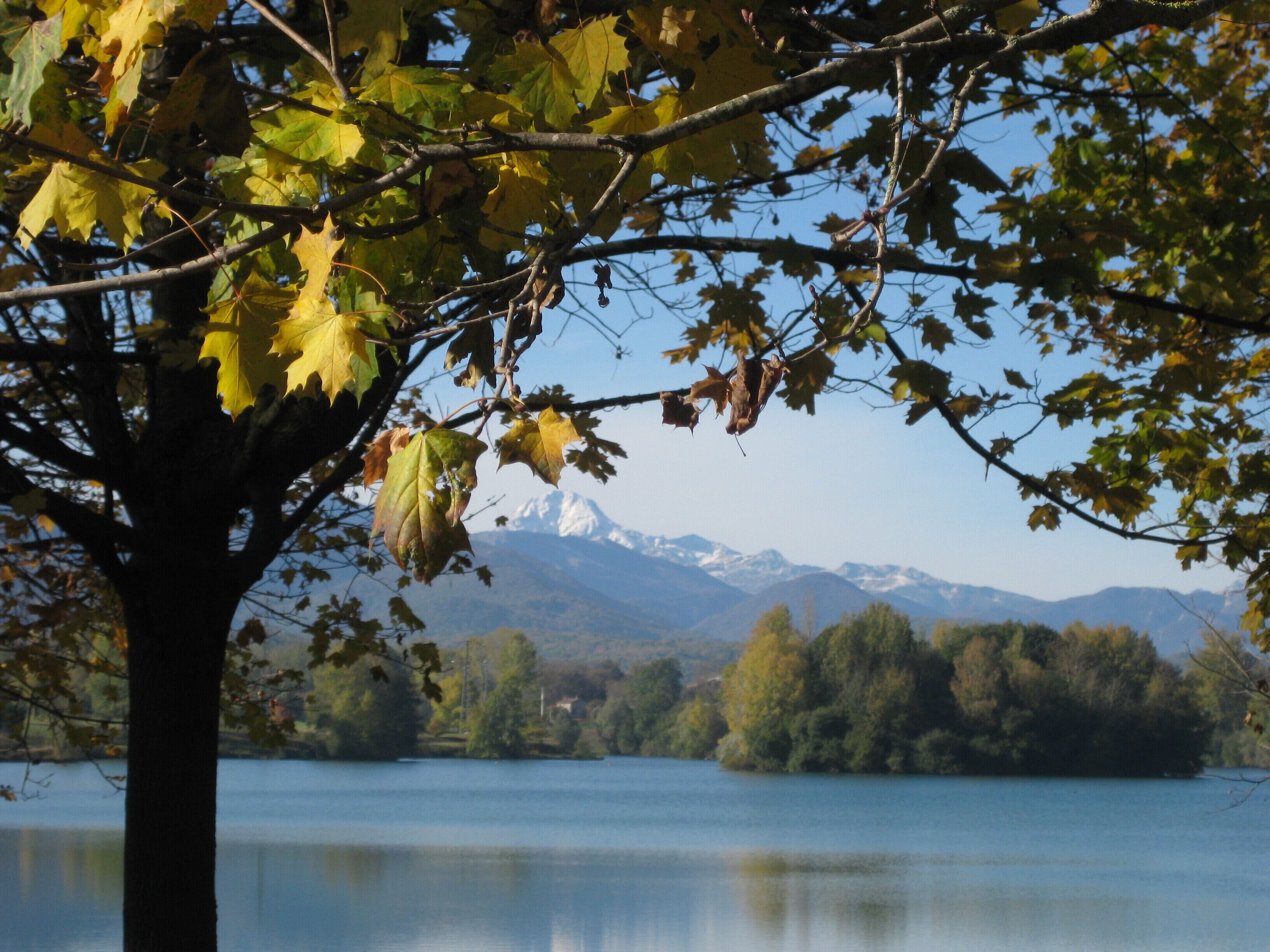 A tree with autumn leaves in front of a calm lake and a mountain range in the background.