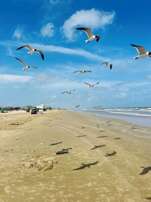 Playa en los alrededores, camastros y toallas de playa 