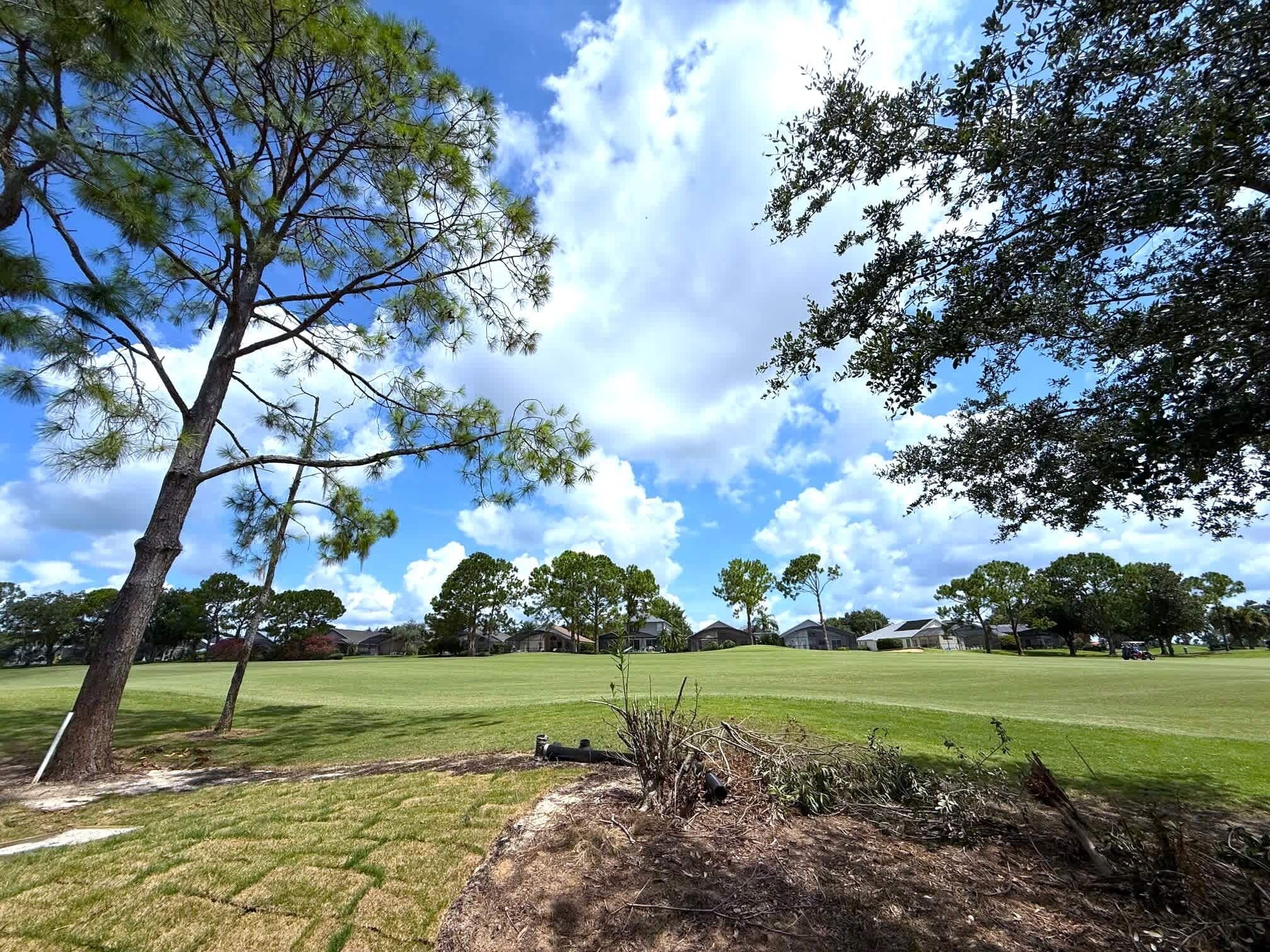 A grassy field with a large tree and a clear sky.