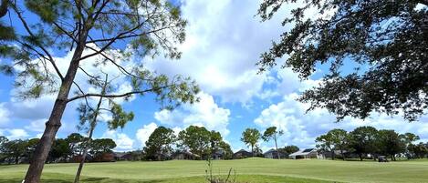 A grassy field with a large tree and a clear sky.