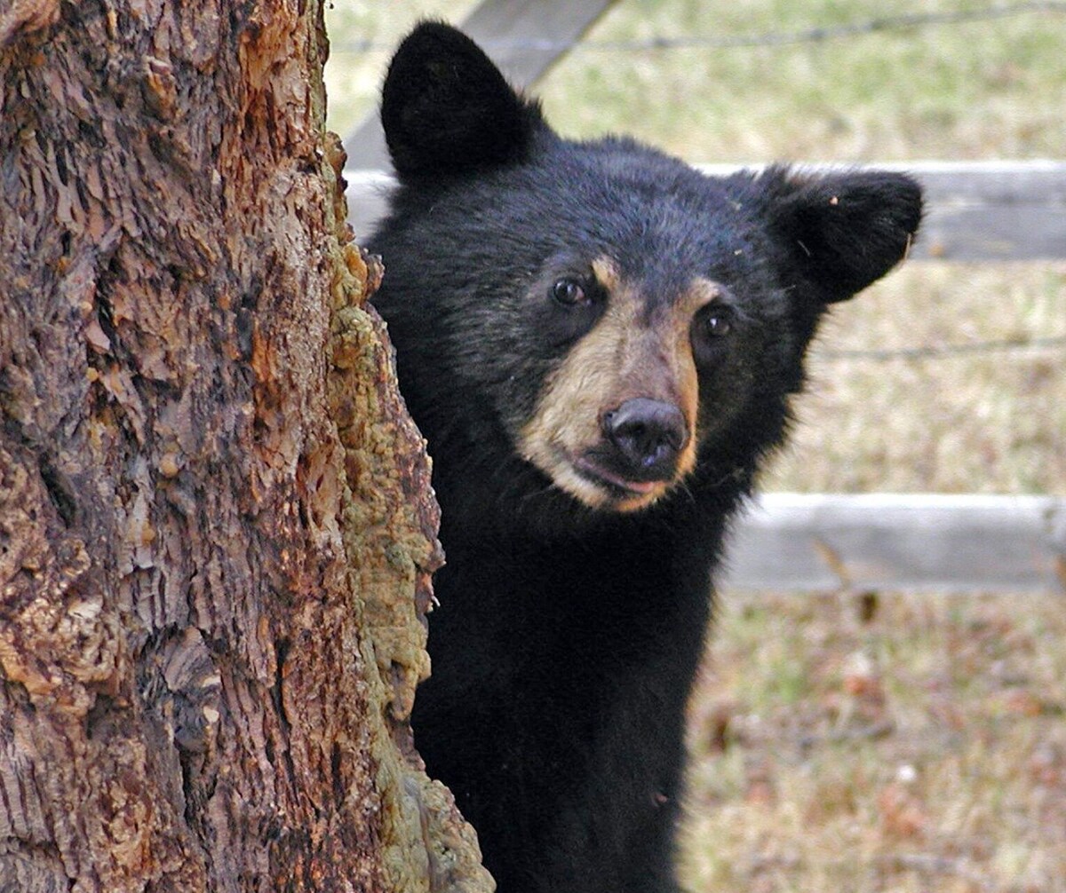 Photo 72 of Christmas Decor, Walk to the Smokies! Hike, King Beds, Hot tub, Dogs, Game Room
