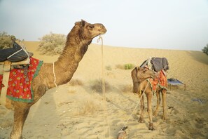 Un camello con una silla de montar y una manta en un paisaje desértico.