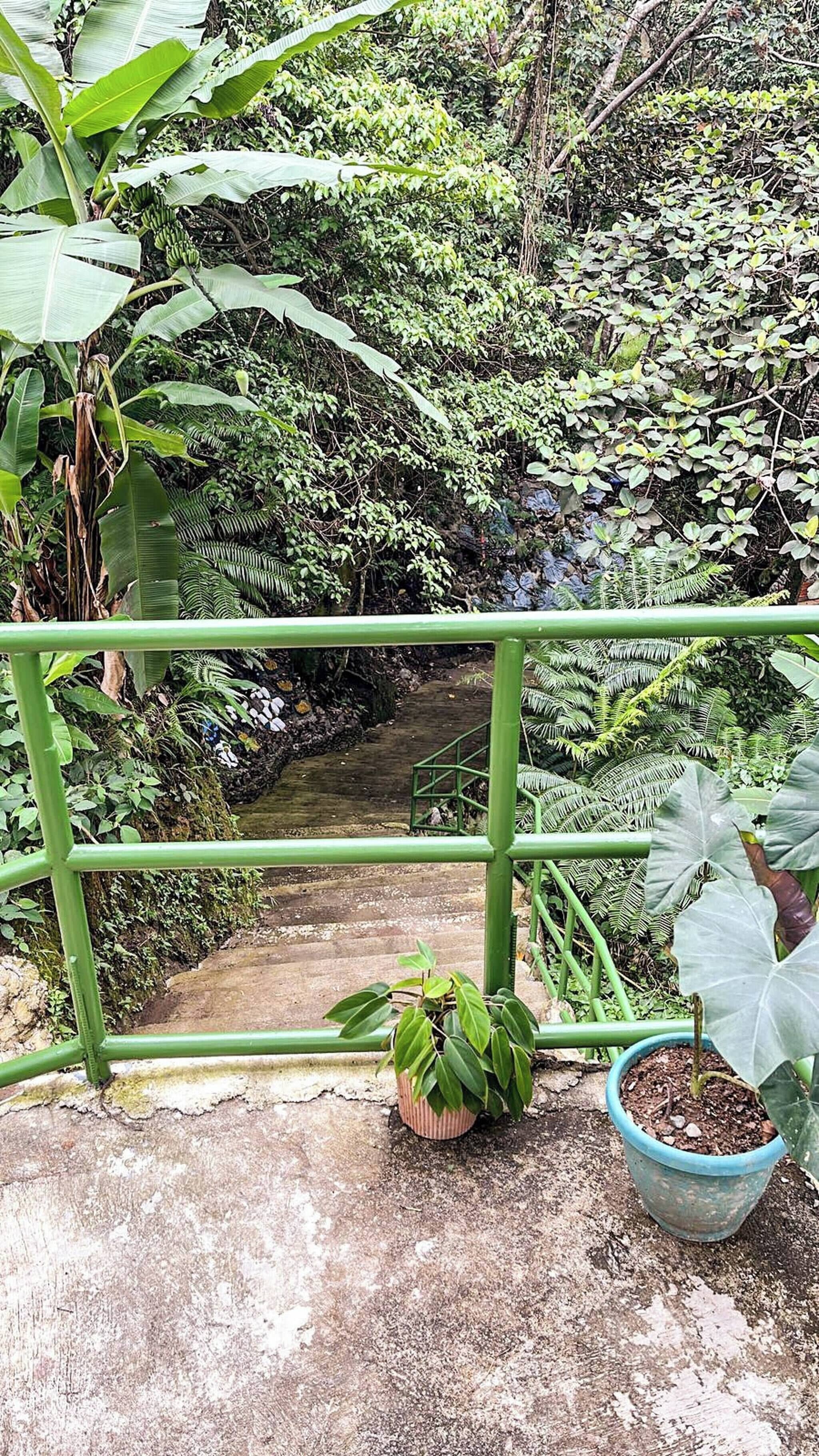 Uma passagem de concreto com grade de metal, cercada por vegetação exuberante e um pequeno riacho.