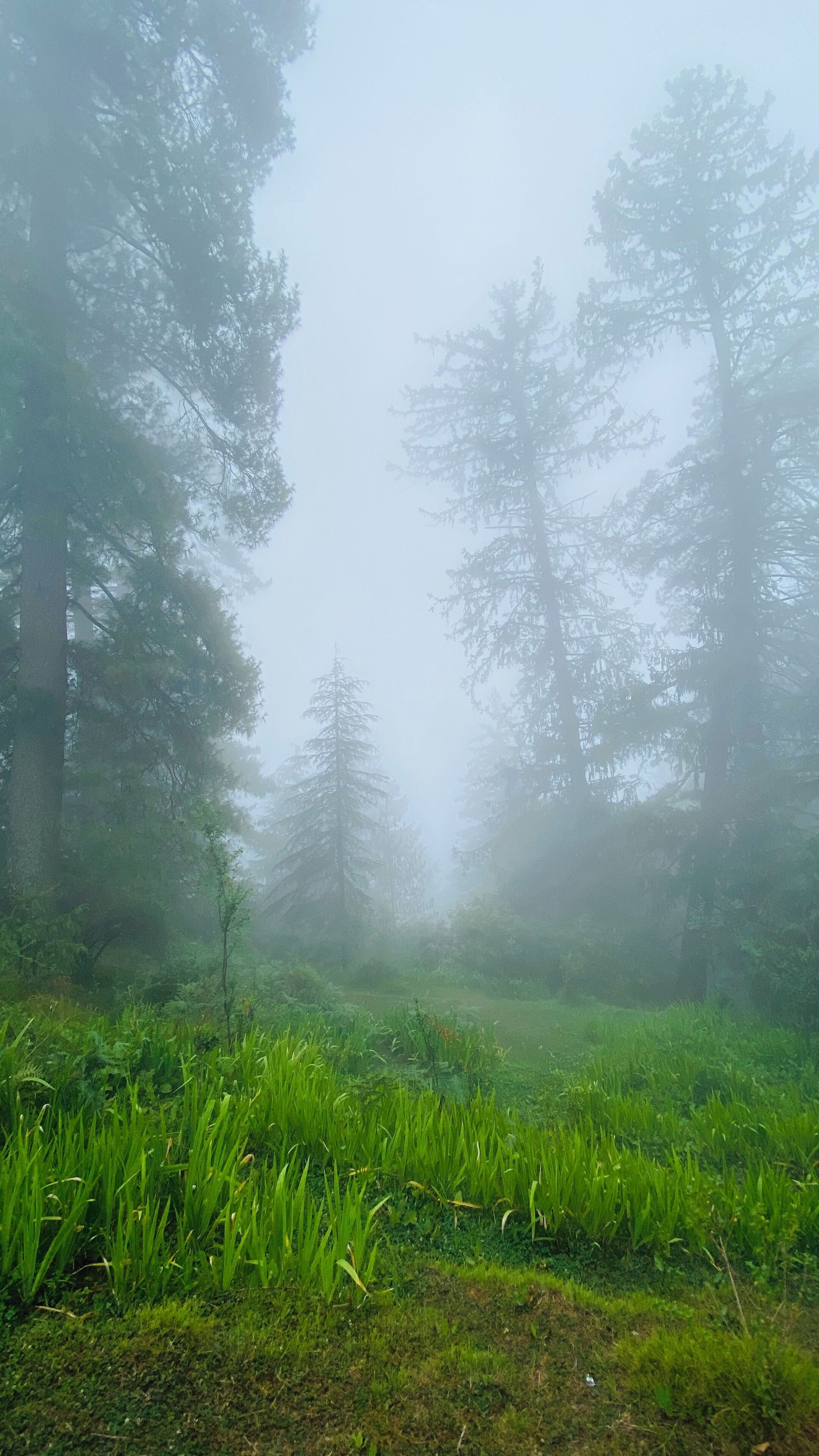 A forest with tall trees and a grassy foreground.