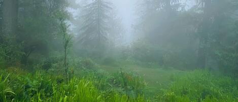 A forest with tall trees and a grassy foreground.