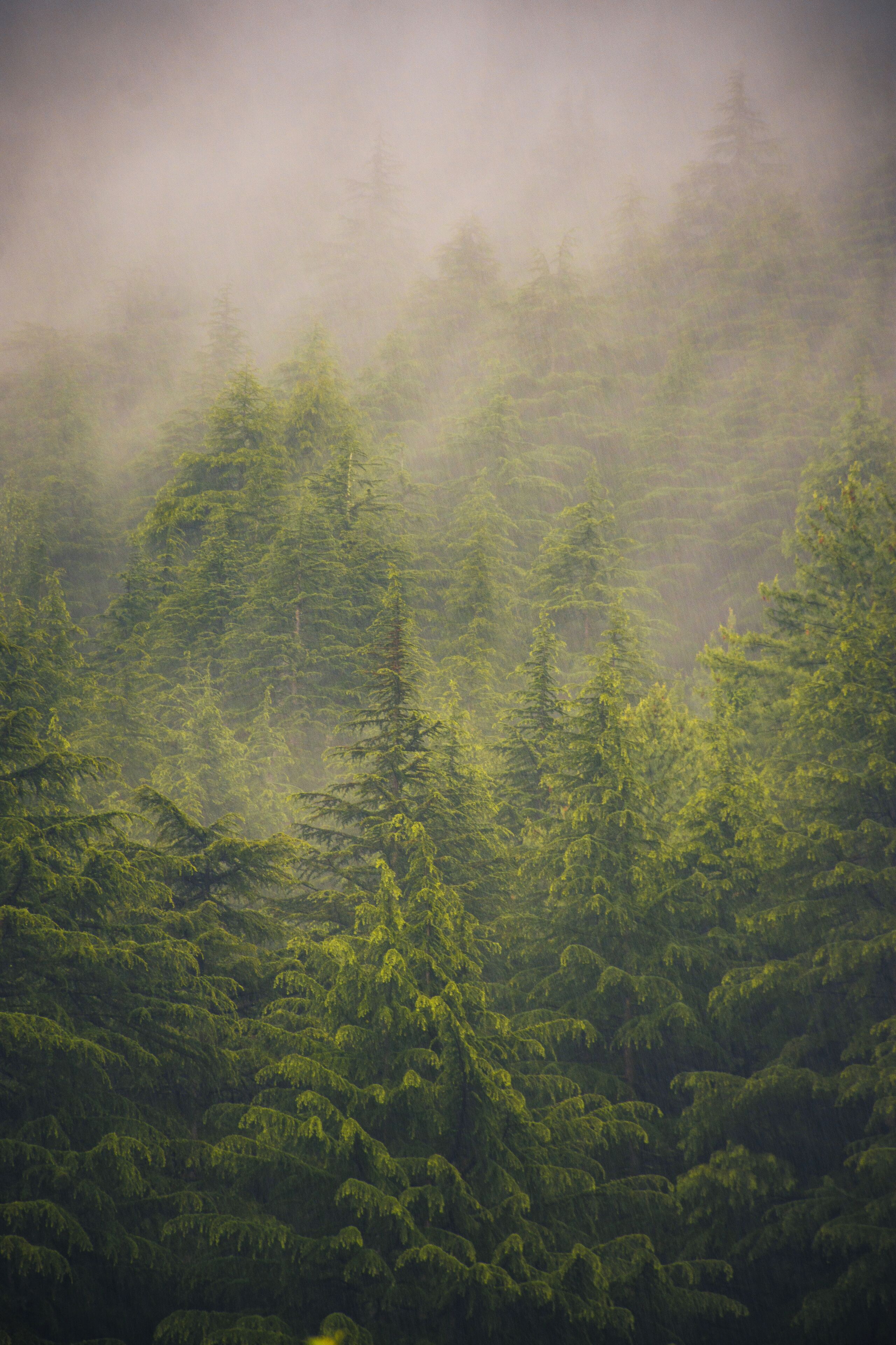 A dense forest with tall trees and a misty atmosphere.