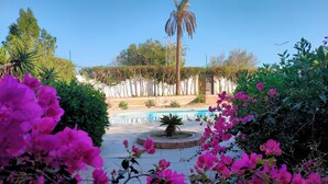A pool area with a palm tree, surrounded by lush greenery and flowering plants.
